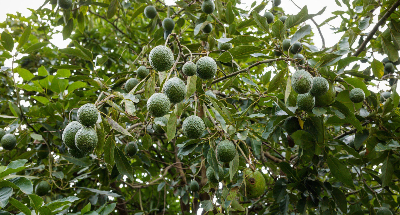 Avocados & Other Fruits