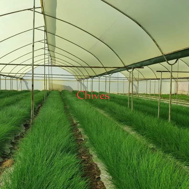 Chives Herb for Export From Kenya