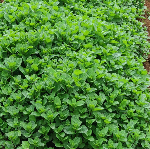 Mint Herbs for Export From Kenya