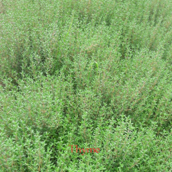 Thyme Herbs for Export from Kenya